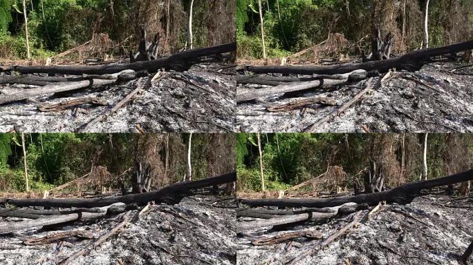 森林中的DS烧毁区域