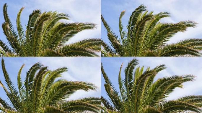 棕榈树在风中移动