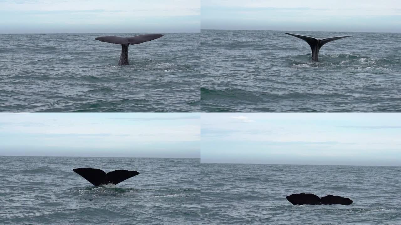 慢动作: 鲸鱼尾巴