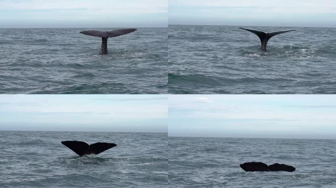 慢动作: 鲸鱼尾巴