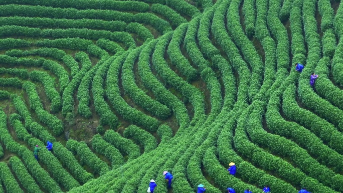 春天农民在茶园中采摘茶叶