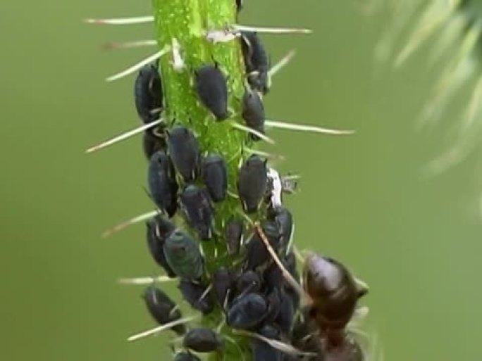 挤奶蚜虫NTSC挤奶蚜虫