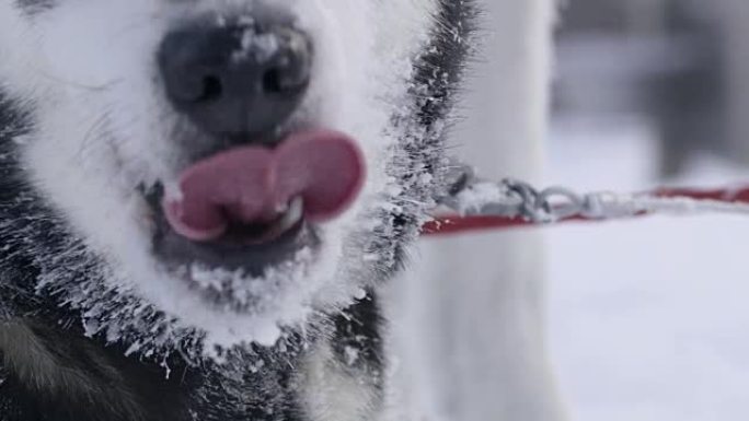 SLO MO CU哈士奇吃雪