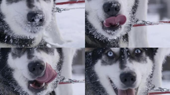 SLO MO CU哈士奇吃雪