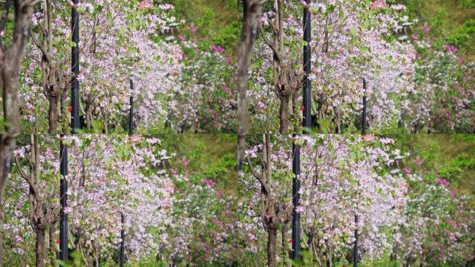 4k春季路边洋紫荆花边界绿化阳光唯美