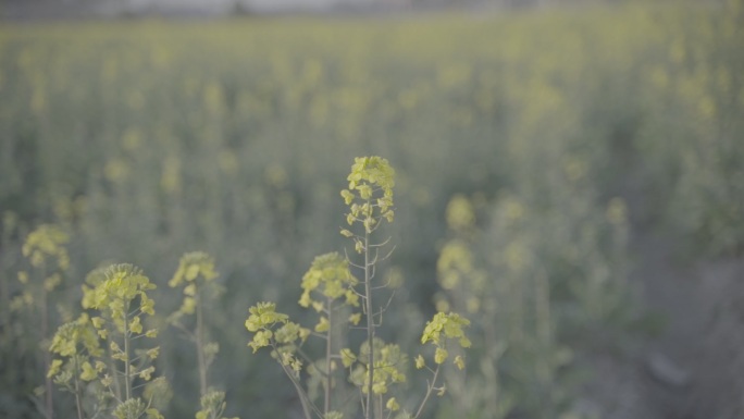 温岭九龙湖油菜花视频素材C0029