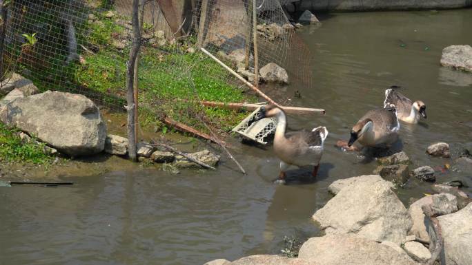 水沟里一群灰鹅在找食物吃
