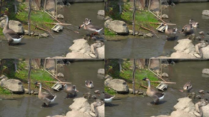 水沟里一群灰鹅在找食物吃