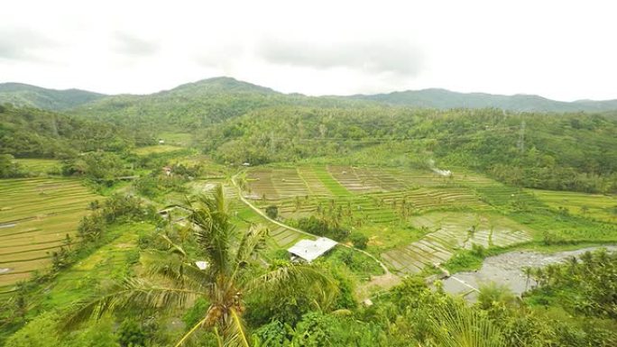 巴厘岛河流沿岸的AERIAL稻田