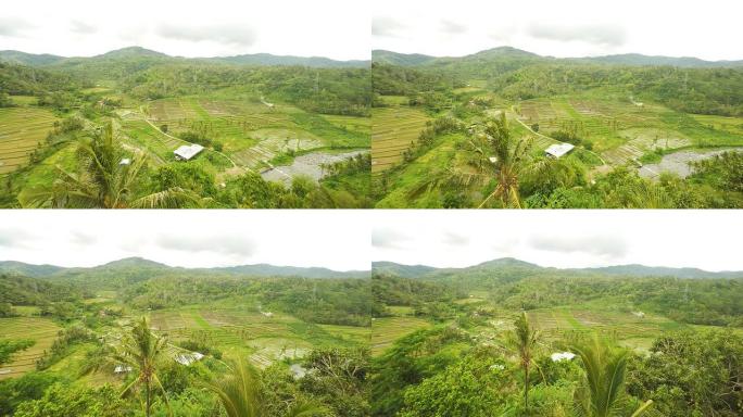 巴厘岛河流沿岸的AERIAL稻田
