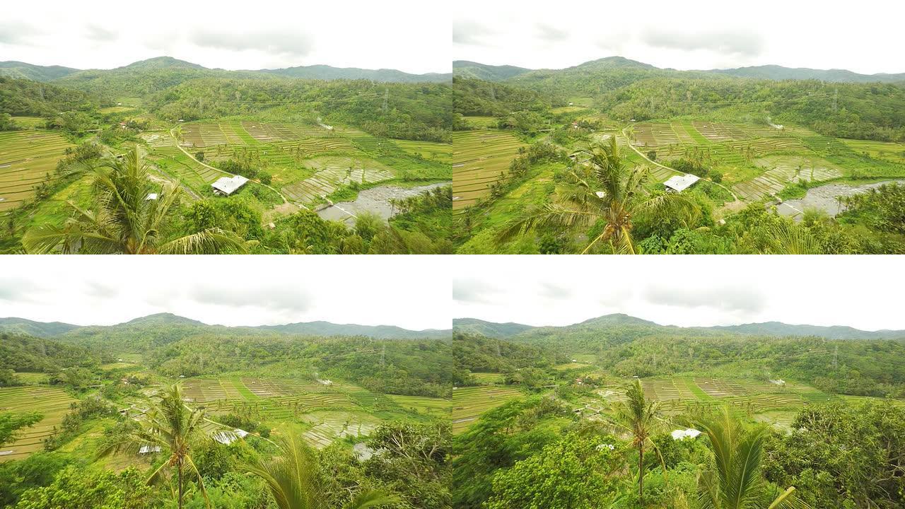 巴厘岛河流沿岸的AERIAL稻田