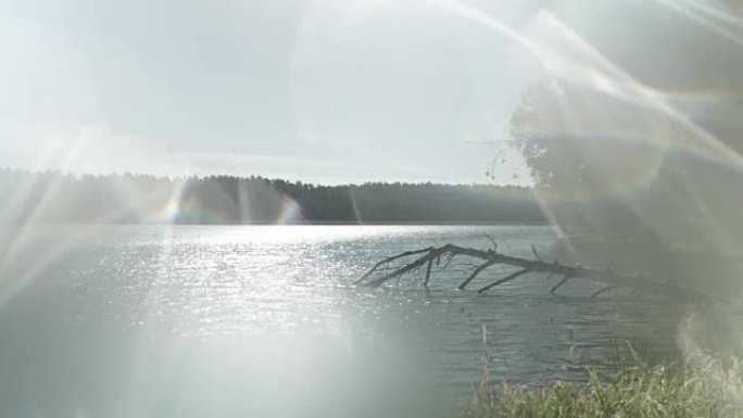 宁静湖上的夏天树枝光线美景