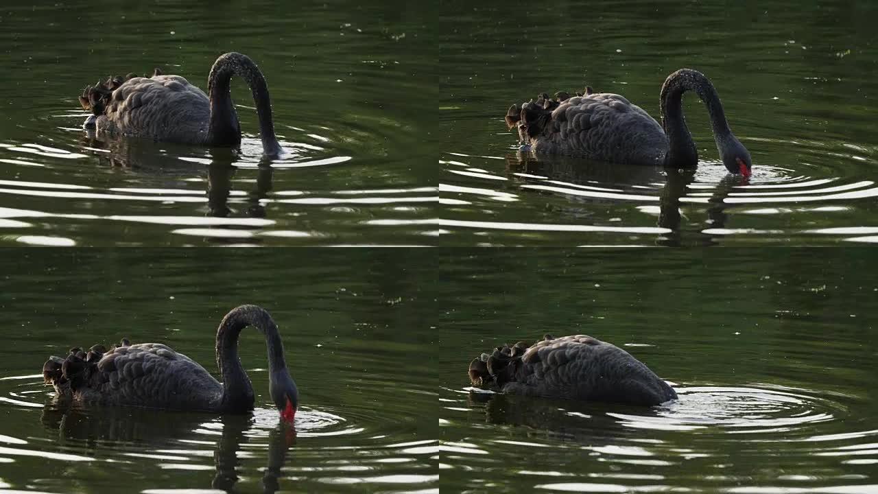 一只黑天鹅在池塘里游泳的慢动作