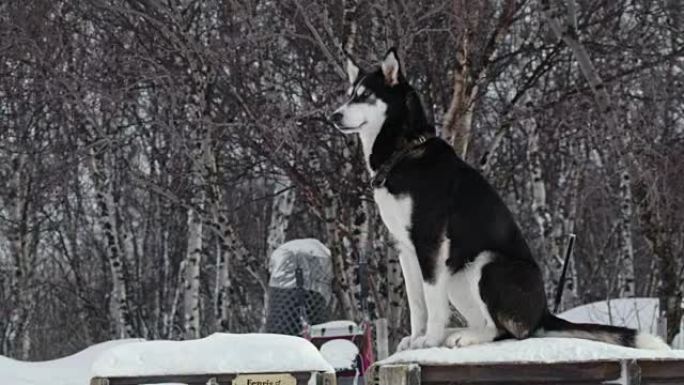狗雪橇小屋的爱斯基摩犬