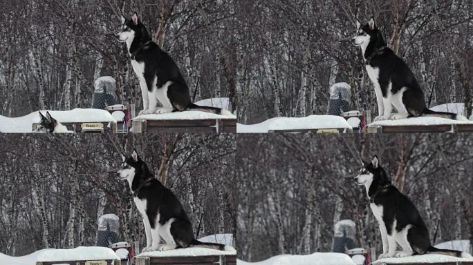 狗雪橇小屋的爱斯基摩犬