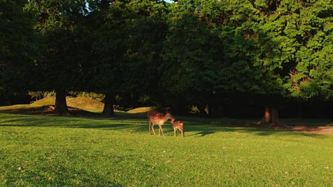 小鹿和母亲一起在草地上