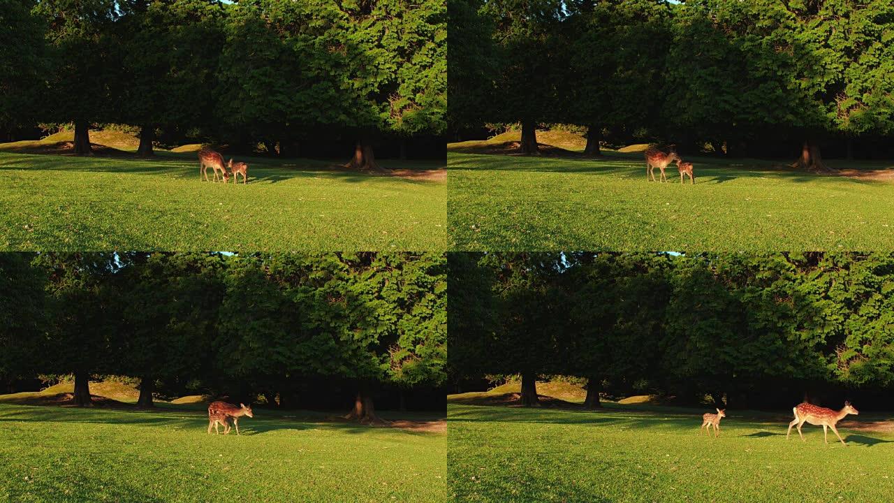 小鹿和母亲一起在草地上