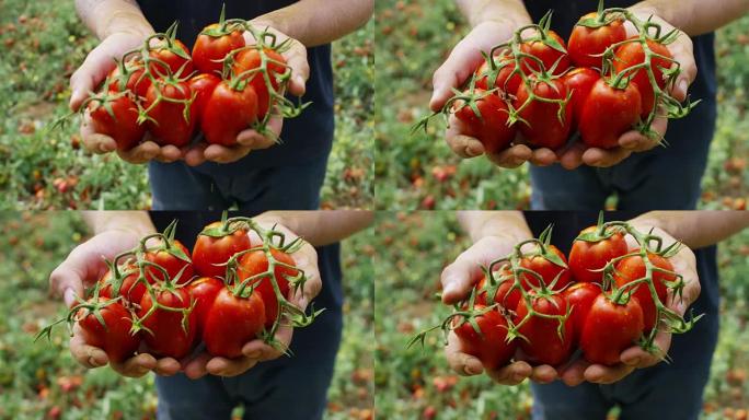 刚刚从他的土地上采摘的意大利红色西红柿的农民展览的手。有机西红柿是真正的，由农民护理公司种植。