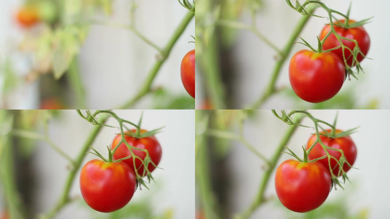 红色西红柿种植农产品果蔬