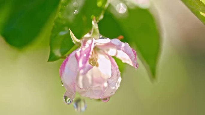 SLO MO雨滴从苹果花上滴下来