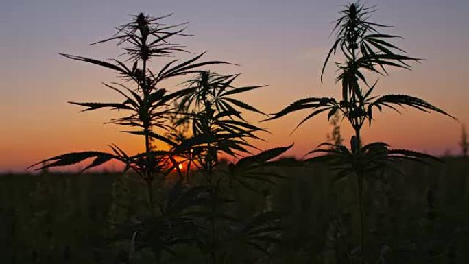 黎明时的大麻植物意境空镜宣传片