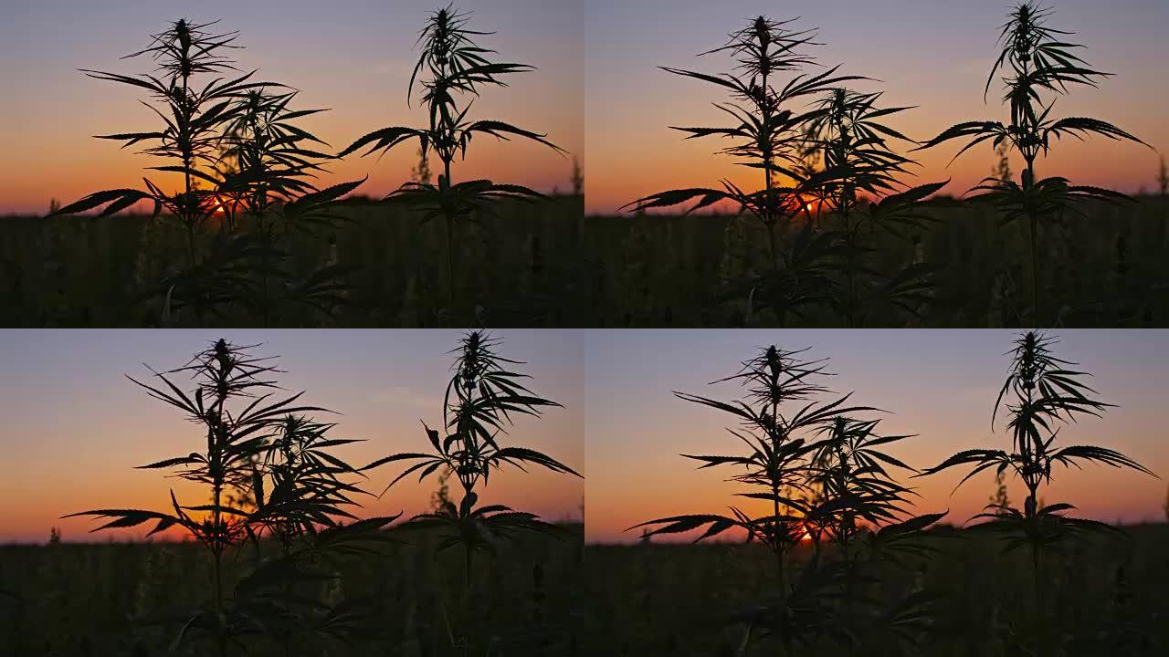 黎明时的大麻植物意境空镜宣传片