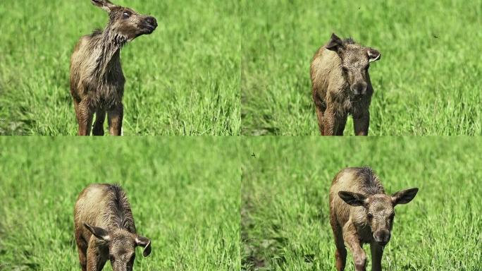 缓慢运动：年轻的麋鹿
