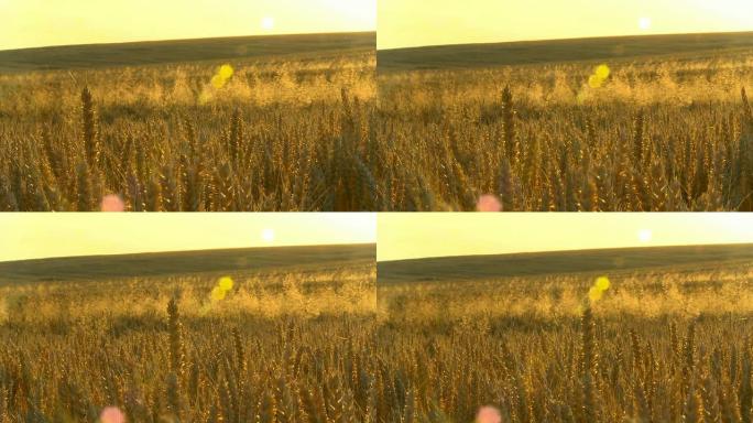 HD DOLLY：金色小麦上的阳光闪烁