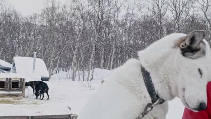 CU在挪威的一个小屋抚摸着一只雪橇狗