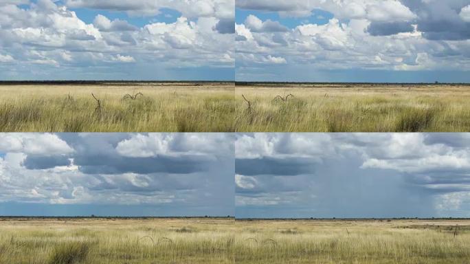 美丽的非洲大草原非洲大草原干旱非洲大草原