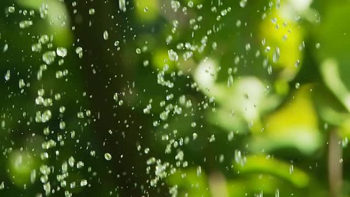 高清慢速运动：水滴落在绿色植物上