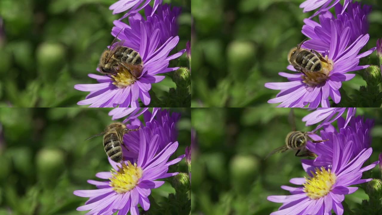 慢动作：蜜蜂