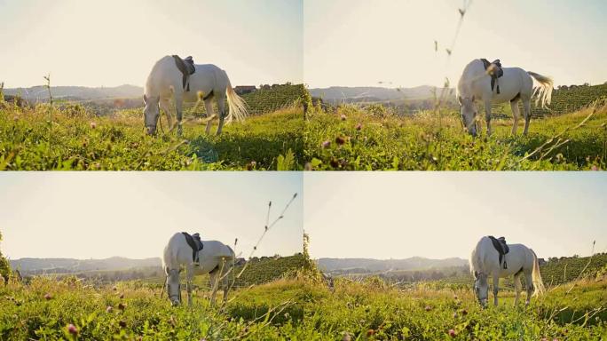 SLO MO白马在草地上吃草