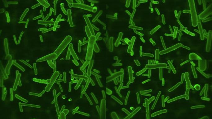 绿色显微镜生态细菌