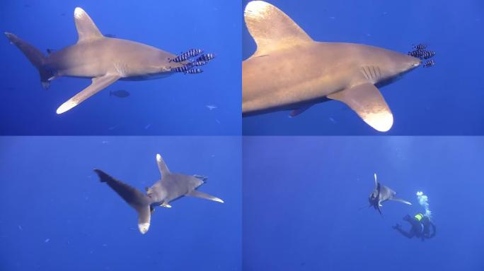 HD：潜水员与鲨鱼一起游泳