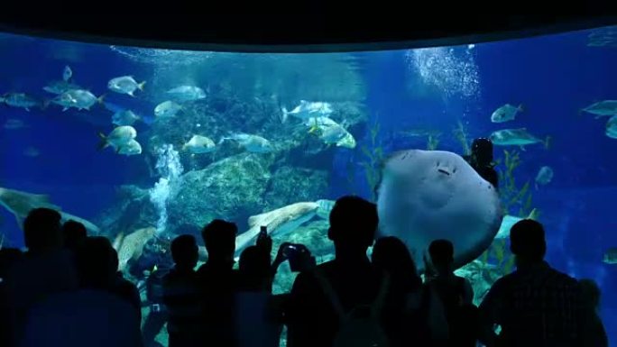 人们在水族馆观看潜水员喂鱼和黄貂鱼