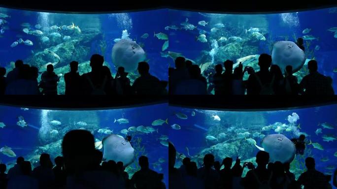 人们在水族馆观看潜水员喂鱼和黄貂鱼