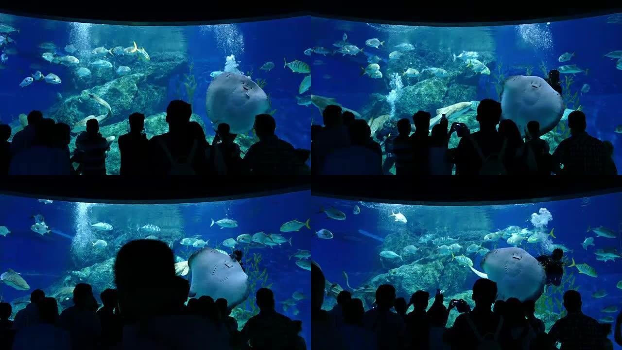 人们在水族馆观看潜水员喂鱼和黄貂鱼