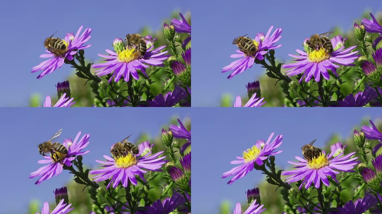 慢速运动：蜜蜂
