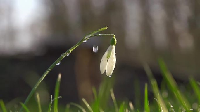 高清超级慢镜头：雪花飘落