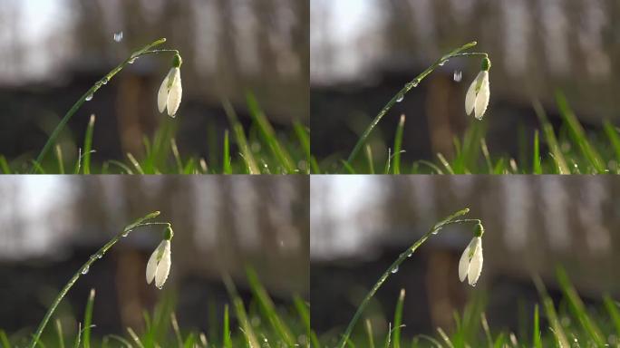 高清超级慢镜头：雪花飘落