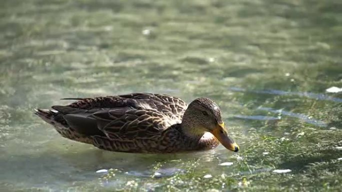 鸭子在湖塘里觅食