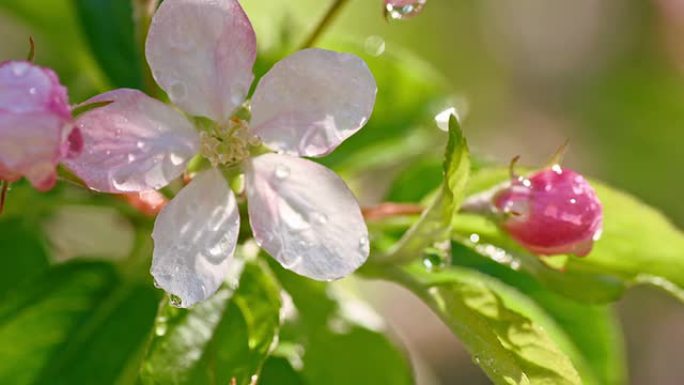 SLO MO水滴从苹果花上滴下来