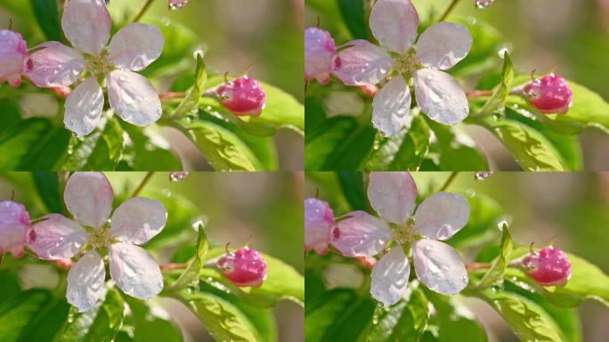 SLO MO水滴从苹果花上滴下来