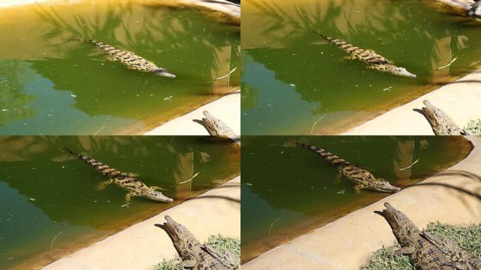 潘LS鳄鱼在池塘里游泳