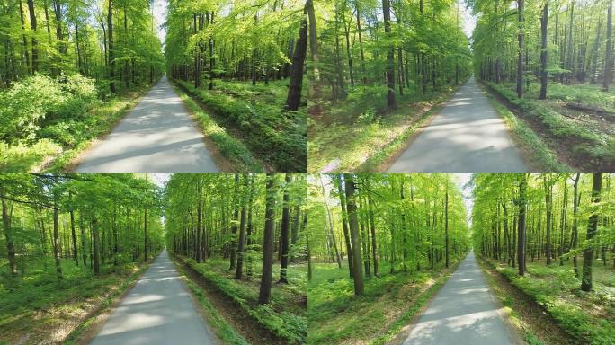 高清合力: 穿越绿色森林的道路