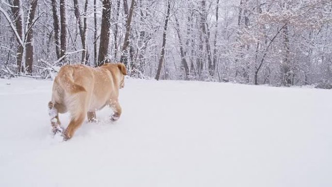 TS小狗在雪地里奔跑