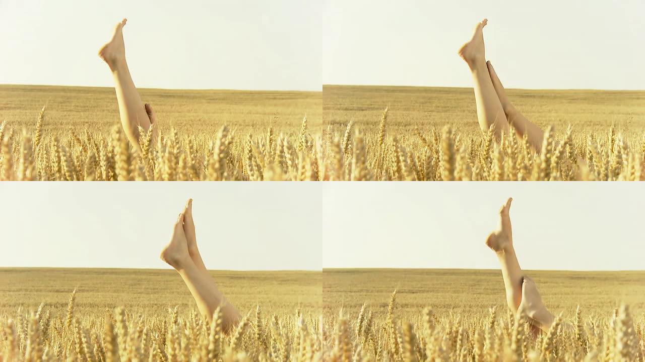 HD DOLLY:小麦里的女人腿