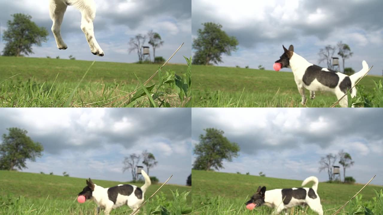 高清超级慢镜头：狗狗接球
