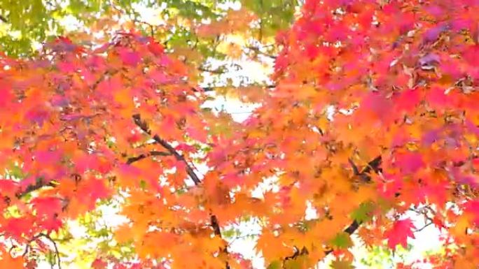 美丽的秋天背景枫叶红叶鲜艳